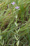 Catchfly prairie gentain